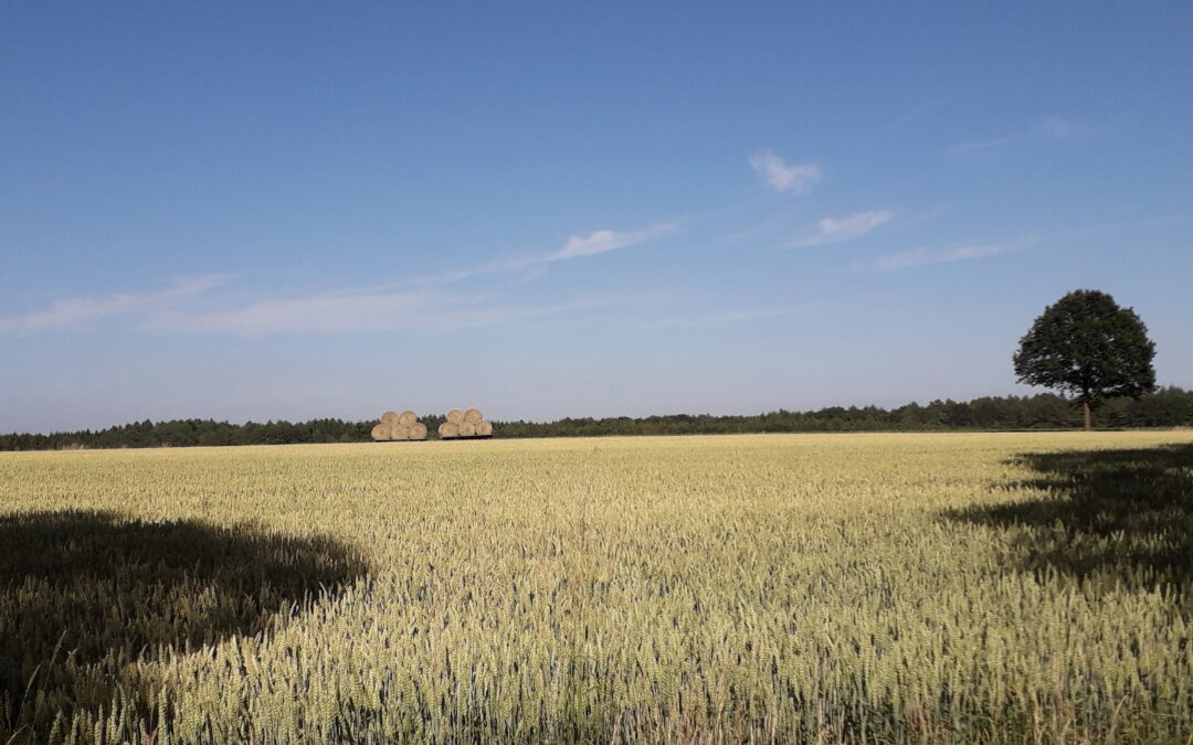 Was braucht die Landwirtschaft jetzt?